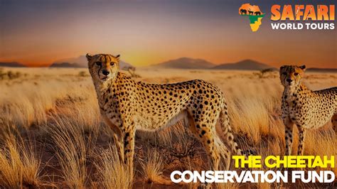 Cheetah Conservation