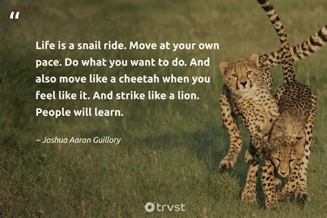 Cheetah Quotes