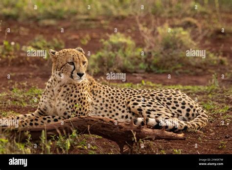 Cheetah
