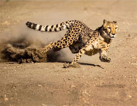 Cheetah Running Fast