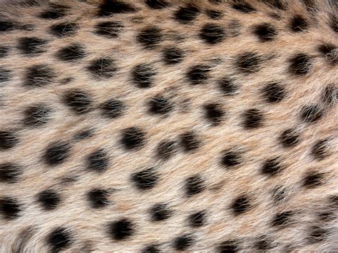 Cheetah Spot Patterns