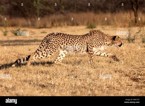 Cheetah