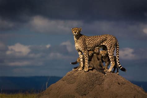 Cheetahs