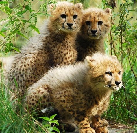 Buy Healthy Cheetahs for Sale at Affordable Prices Online!