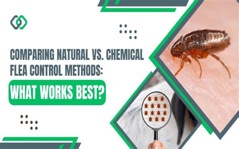 Chemical and Natural Flea Control Methods