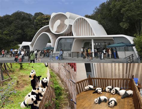 Chengdu Panda Base Visitor Experience