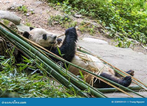 Chengdu Panda Base giant panda eating