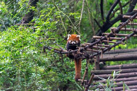 Chengdu Panda Base Tour: Ticket and Private Transfer Review