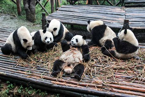 Chengdu Pandas