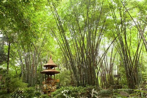 Chengdu bamboo forest