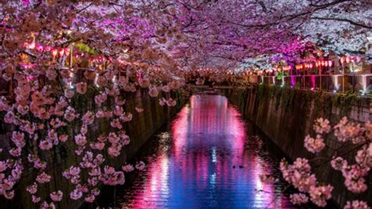 Cherry Blossom 2024 Tokyo - Blair Adriena