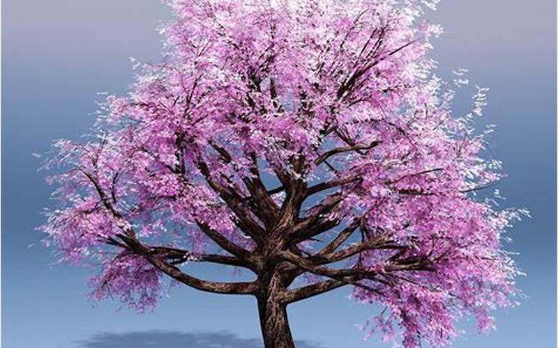 Cherry Blossom 3D Model