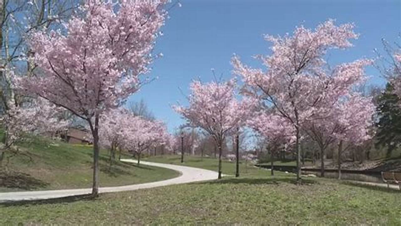 Cherry Blossom Festival 2024 Columbus Ohio