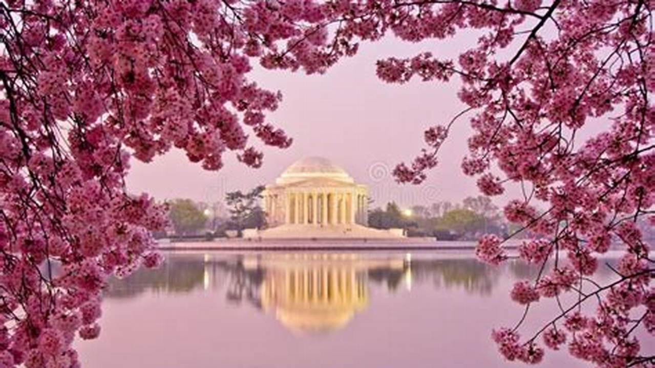Cherry Blossom Festival Washington Dc 2024 - Liuka Rosalynd