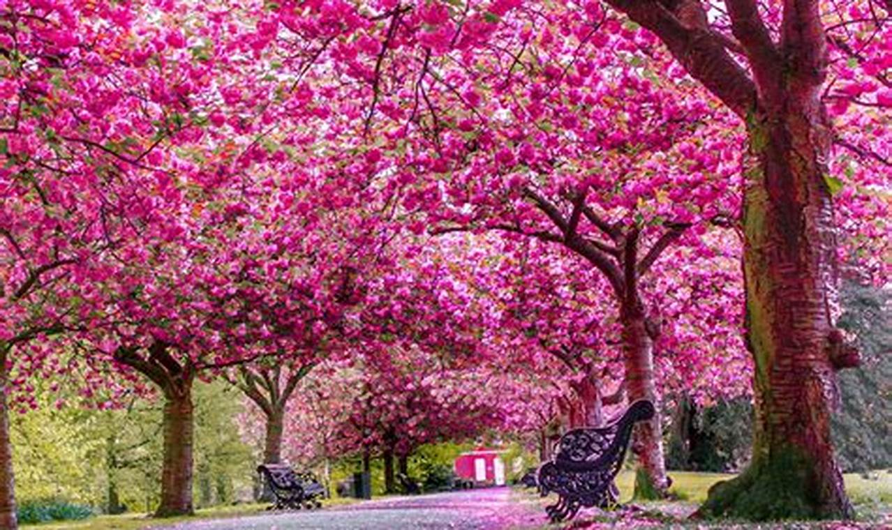 Cherry Blossom Full Bloom 2024