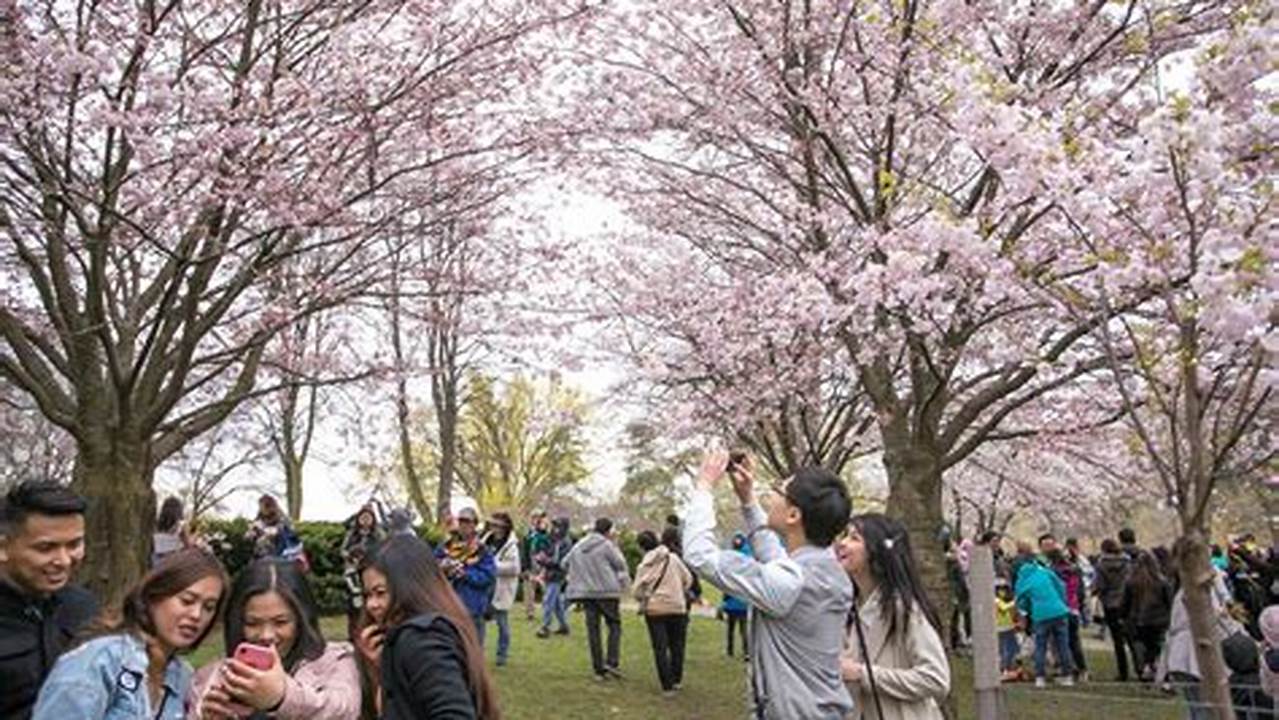 Cherry Blossoms In Toronto’s High Park Are Expected To Be In Full Bloom This Weekend., 2024