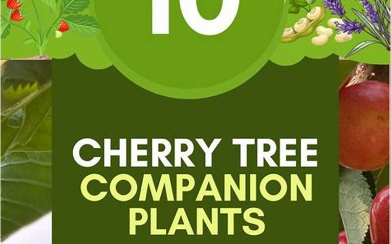 Cherry Tree Companion Planting