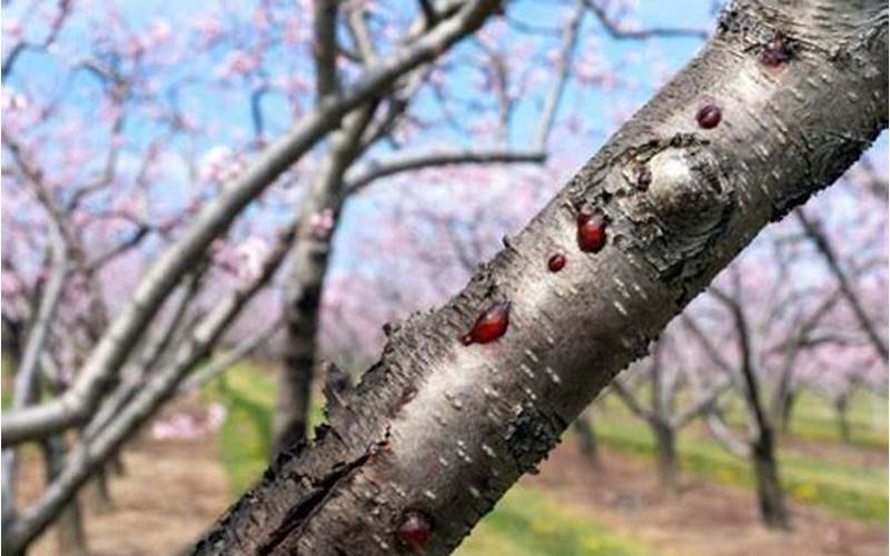 Cherry Tree Pest Control