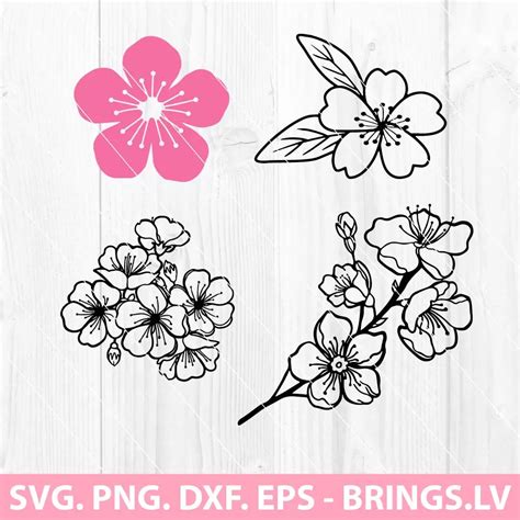Download Cherry Blossoms SVG File - SVG Design Silhouette Free PSD Mockups