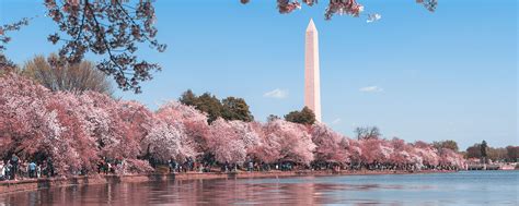 Cherry Blossoms in Spring
