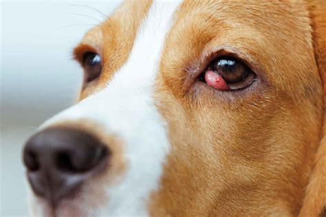 Cherry Eyes In Dogs Surgery Cost