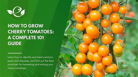 Cherry Tomatoes Planting Guide