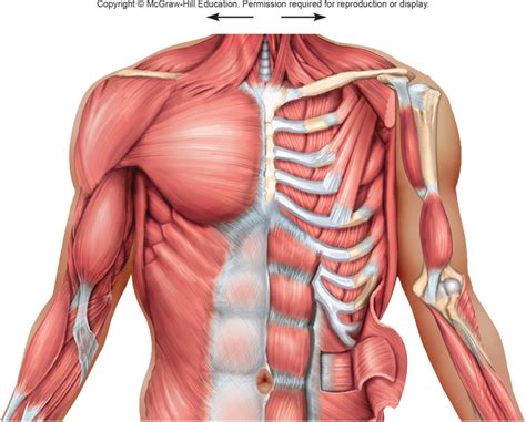 Chest Anatomy and Muscle Function