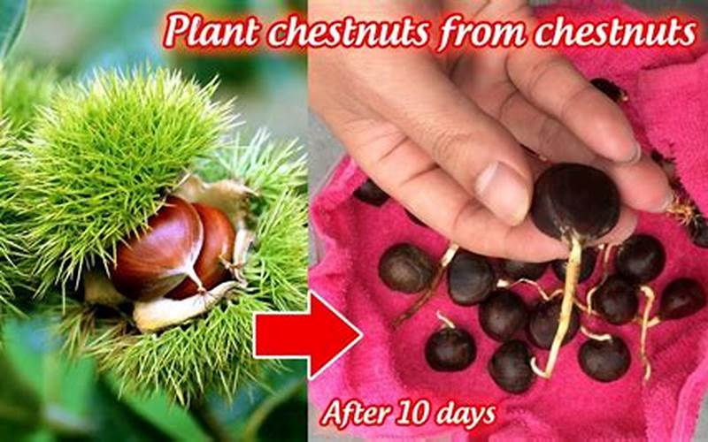 Chestnut Seeds For Planting