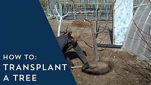 Chestnut Tree Transplanting