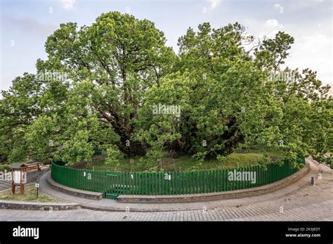Chestnut Tree of One Hundred Horses