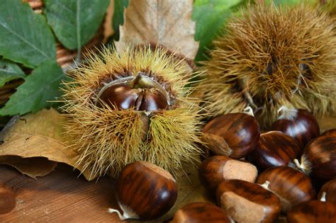 Chestnut dishes Madeira