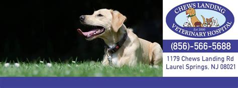 Quality Care for Your Furry Friends: Chews Landing Animal Hospital