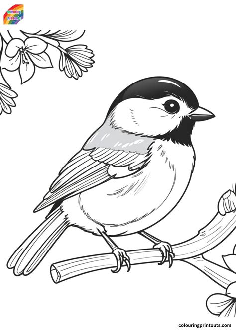 Chickadee Bird Coloring Pages