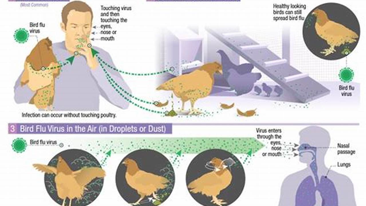 Chicken Bird Flu 2024