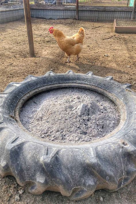 Chicken's Dust Bath