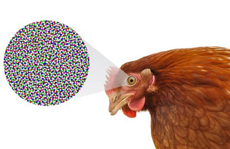 Chicken's Vision