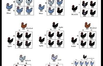 Discover Your Flock's Genetics with Our Chicken Color Calculator - A Comprehensive Color Genetics Tool for Poultry Enthusiasts