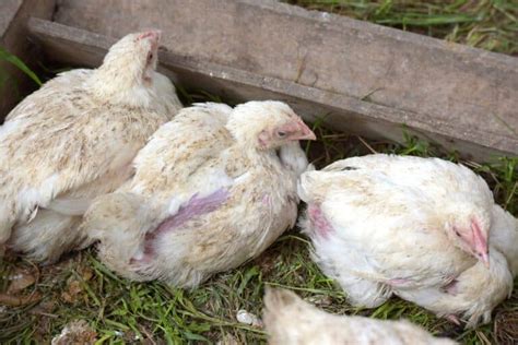 Protect Your Furry Friends: Learn How to Prevent Painful Chicken Feather Loss and Red Skin