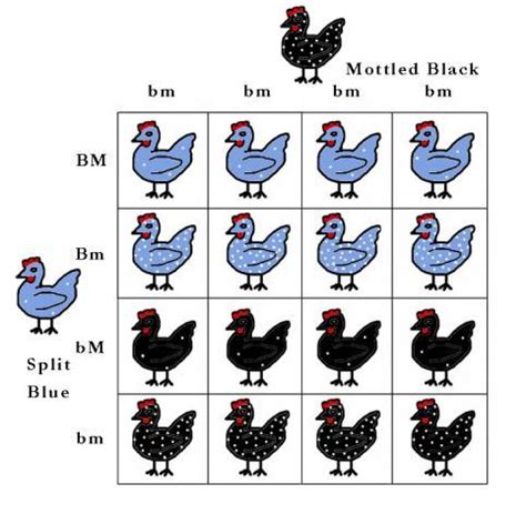 Chicken Genetics Calculator