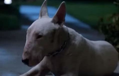 Top 8 What Kind Of Dog Was In Next Friday Lastest Updates 10/2022