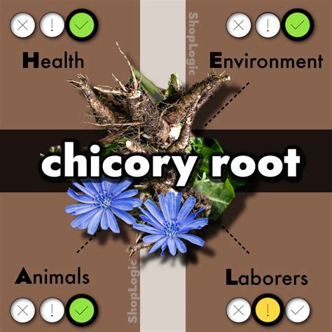 Chicory Root Fodmap