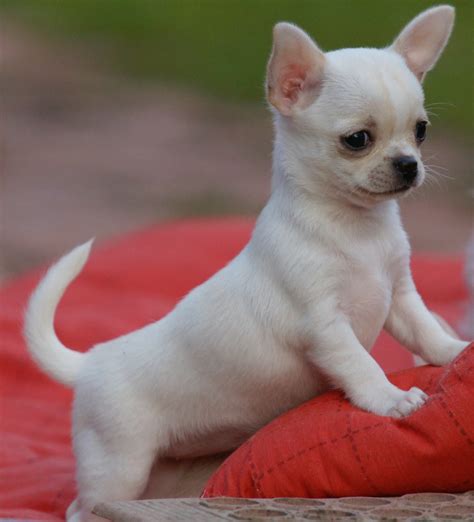Chihuahua lover? Follow our FB page>>>