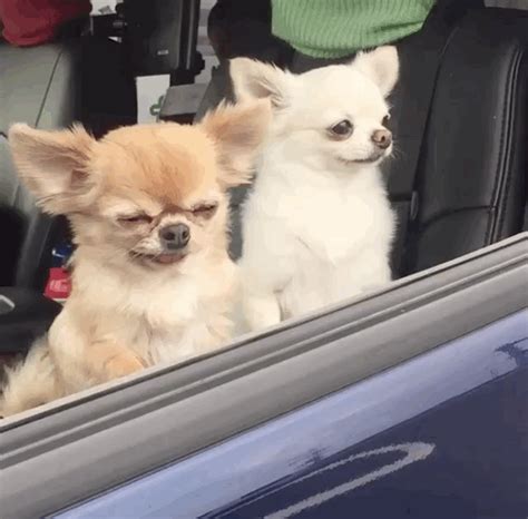 Chihuahua Angry Dog Gif: A Look Into The Notorious Temperament Of This
Tiny Breed