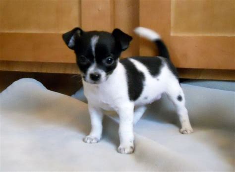 Chihuahua Black And White Mix: A Unique And Adorable Breed