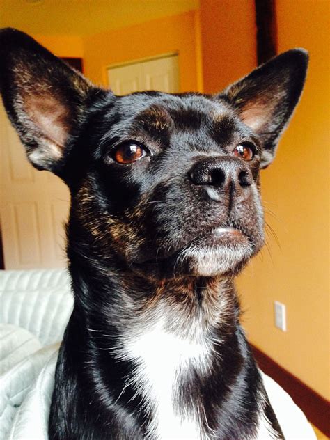 Chihuahua Boston Terrier Mix Puppy: A Unique And Adorable Companion