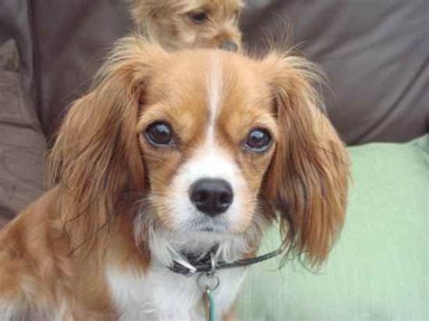Chihuahua Cross King Charles Cavalier: The Perfect Companion For You