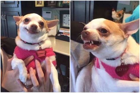 Chihuahua Dog Meme Template