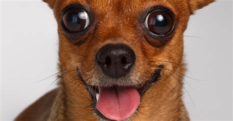Chihuahua Eyes Pop Out: Understanding The Issue And Taking Care Of Your
Pet