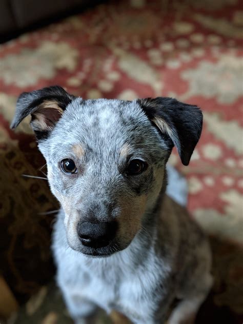 Chihuahua Heeler Mix: A Unique And Lovable Crossbreed