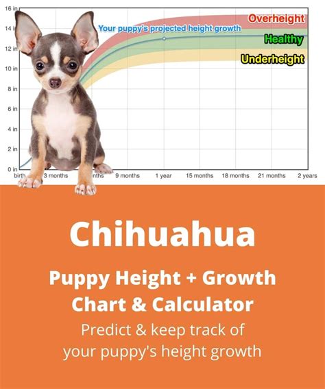 Chihuahua Height And Length